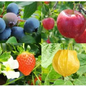 信州蓼科高原産果実の手作りジャム(プレザーブスタイル)70g入り4種類詰め合わせ_惣菜・加工品 ジャム 缶詰・瓶詰 _【1430785】