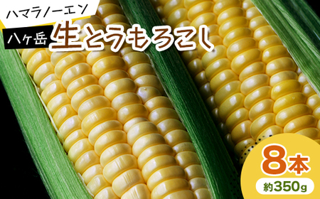 【先行予約】八ヶ岳生とうもろこし 約350g×8本　〈2025年7月下旬～9月下旬発送予定〉【配送不可地域：離島】【1574950】