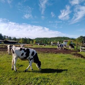 八ヶ岳農場 生ソフトクリームアイス 6個_菓子・スイーツ アイス・ジェラート _【配送不可地域:離島】【1586194】