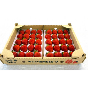 長野県茅野市産　いちご　キッツ苺/信大BS8-9　1箱 500g【配送不可地域：離島・北海道・沖縄県・中国・四国・九州】【1596532】