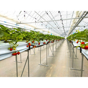 長野県茅野市産　いちご　キッツ苺/信大BS8-9　1箱 500g【配送不可地域：離島・北海道・沖縄県・中国・四国・九州】【1596532】