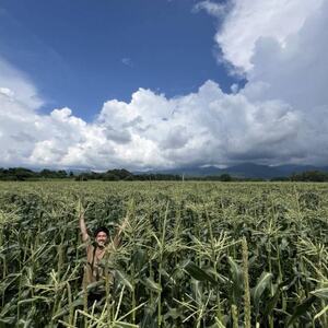【2026年先行予約】 メロンのように甘い 生とうもろこし 10本【配送不可地域:離島】【1662928】