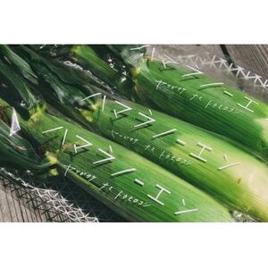 【発送月固定定期便】【2026年発送】朝採れ 八ヶ岳生とうもろこし 10本全3回【配送不可地域:離島】【4075437】