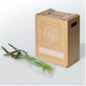 【発送月固定定期便】【2026年発送】朝採れ 八ヶ岳生とうもろこし 10本全3回【配送不可地域:離島】【4075437】