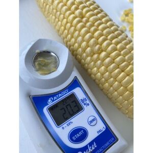 【発送月固定定期便】【2026年発送】朝採れ 八ヶ岳生とうもろこし 10本全3回【配送不可地域:離島】【4075437】