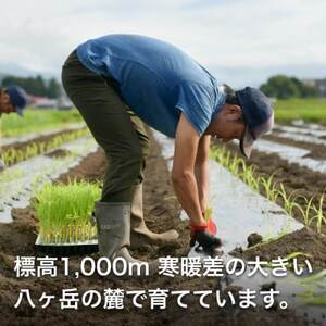 【訳あり】朝採れ 八ヶ岳生とうもろこし はねだし10本(約3kg)〈26年7月~9月下旬発送予定〉【配送不可地域:離島】【1678265】