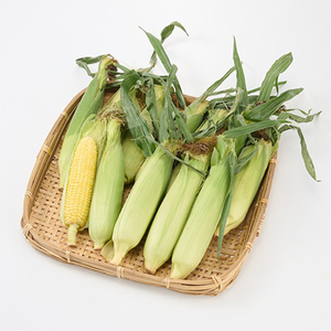 【訳あり】朝採れ 八ヶ岳生とうもろこし はねだし10本(約3kg)〈26年7月~9月下旬発送予定〉【配送不可地域:離島】【1678265】