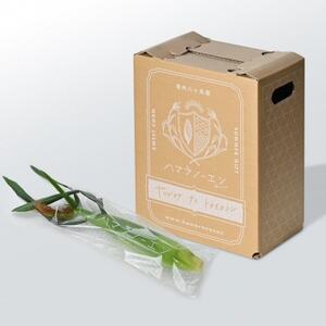 【発送月固定定期便】【先行受付】朝採れ 八ヶ岳生とうもろこし 10本全2回【配送不可地域：離島】【4075436】