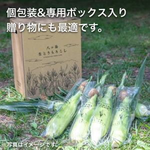 【先行予約】朝採れ八ヶ岳生とうもろこし20本【複数個口で配送】【配送不可地域：離島】【4075635】