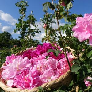 ローズジャム(薔薇ジャム)薔薇花弁からつくったプレミアムな逸品_惣菜・加工品 ジャム 缶詰・瓶詰 _【1416290】
