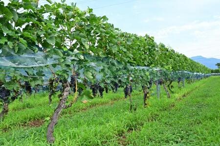 【ふるなび限定】五一わいん エコノミー(赤)1.8リットル | ワイン 赤 五一わいん デイリーワイン 長野県 塩尻市 FN-Limited