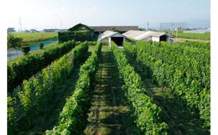 【ふるなび限定】アルプス 塩尻ナイアガラ スパークリングワイン  | ワイン 白 スパークリング ナイヤガラ 長野県 塩尻市 FN-Limited