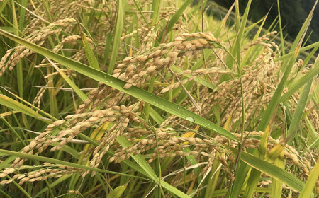 令和5年産 自然栽培(農薬・肥料不使用、天日干し)イセヒカリ 5kg 玄米[5993330]