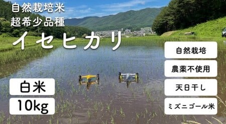 令和5年産 自然栽培(農薬・肥料不使用、天日干し)イセヒカリ 10kg 白米[5993329]