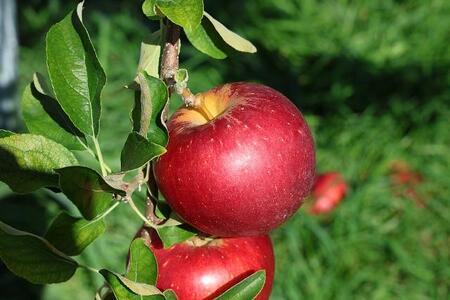 《果汁１００％》 アルプス信州りんご ・ もも ストレートジュースセット 710ml×2本 ≪化粧箱入り≫