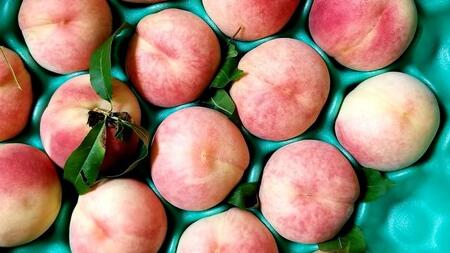 アルプス 信州産 ももストレート缶ジュース 160g×16本 | 桃  白桃 もも 桃ジュース ジュース ピーチジュース セット アルプス ストレート ストレートジュース 160g 果汁飲料 長野県産 信州 塩尻市 長野県