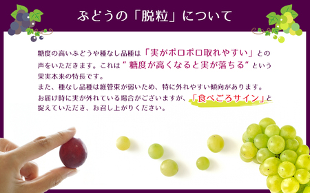 【2025年 先行予約】 種なし 巨峰 2房  | 果物 くだもの フルーツ 葡萄 ぶどう ブドウ 長野県 塩尻市