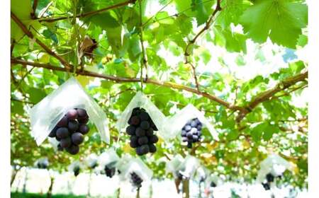 【2026年先行予約】 長野県産 絶品! 種なしピオーネ 2房 【9月下旬頃~順次発送予定】