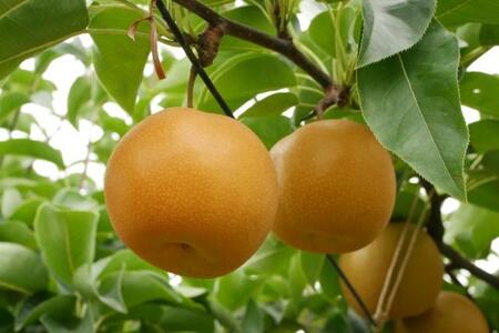 【2026年先行予約】 長野県産 南水 約5kg （10～14玉）【9月下旬以降発送予定】