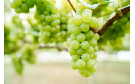 塩尻産ナイアガラ100%使用 ナイアガラホップ 2本入り | ビール クラフトビール 贈答 ギフト 長野県 塩尻市