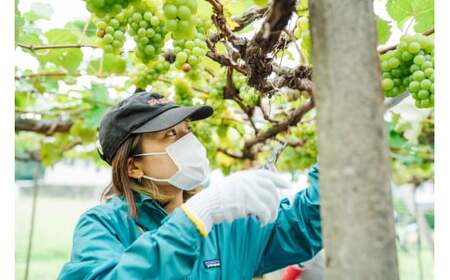 塩尻産ナイアガラ100%使用 ナイアガラホップ 6本入り