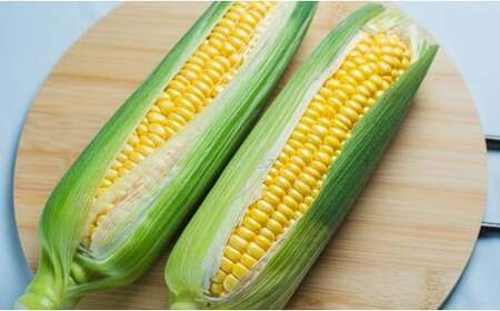 【2026年分先行予約】 極甘スイートコーン 5? 2L級 13本（高原野菜の名産地　信州しおじり洗馬産）| 野菜 やさい とうもろこし スイートコーン 長野県 塩尻市