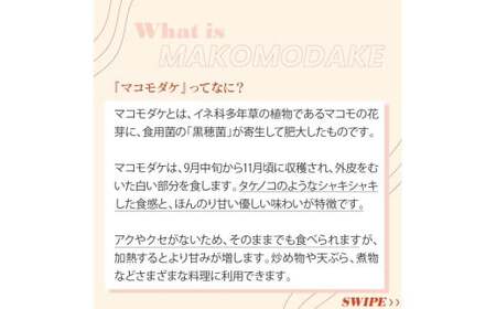 【2026年 先行予約】完全自然栽培マコモダケ 約1kg 【2026年9月中旬～発送予定】|マコモダケ まこもだけ マコモ たけのこ トウモロコシ 長野県 塩尻市