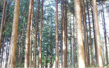 長野県塩尻産ヒノキ使用 木製カッティングボード 小 | カッティングボード ヒノキ 木製 おしゃれ キッチン 長野県 塩尻市