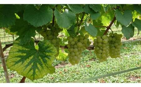 丘の上 幸西ワイナリー シャルドネ2024 | ワイン 白 シャルドネ お酒 丘の上 幸西ワイナリー ノンバリック 長野県 塩尻市