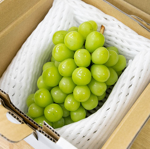 【2026年 先行予約】 シャインマスカット1房【10月上旬頃より発送予定】