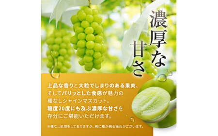 【2025年 先行予約】 【甘みが増す完熟 氷蔵保存】シャインマスカット１房 | シャイン ぶどう 葡萄 ブドウ くだもの 果物 フルーツ マスカット 先行 先行予約 氷蔵保存 希少 長野県 塩尻市