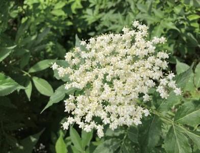 エルダーフラワーコーディアル