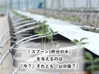 高糖度クラシックミニトマト『ショパン』約1kg箱＜北海道・沖縄県・離島は発送不可＞　長野県　信州　佐久市　野菜　旬彩　プチ　小粒