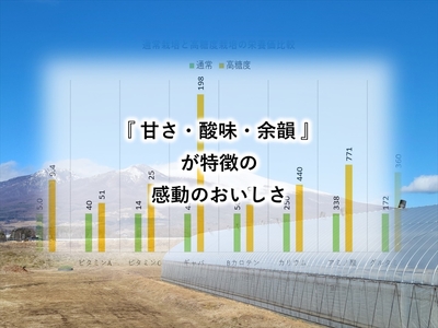 高糖度クラシックミニトマト『ショパン』約1kg箱 x 2箱＜北海道・沖縄県・離島は発送不可＞　長野県　信州　佐久市　野菜　旬彩　プチ　小粒