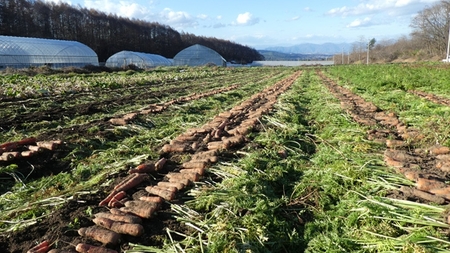 【期間限定】生でも美味しい！高原育ちの甘いニンジン約5kg（北海道・沖縄・離島配送不可）キャロット 人参 長野県 信州 佐久市 高原