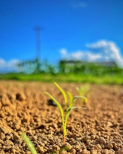 【先行予約】ニンジンジュース （1000ml×6本入り）＜2025年12月10日以降順次発送＞人参 にんじん 野菜 ジュース 飲料 長野県 信州【 ニンジン にんじん 人参 にんじんジュース 人参ジュース 健康 野菜ジュース 食べるジュース 有機栽培 ニンジン 農業法人 食べるジュース 朝食 長野県 佐久市 Farmめぐる株式会社 旬彩 】