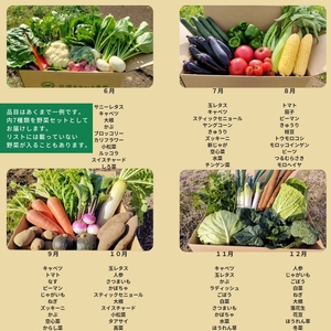 【先行予約・定期便全3回〈出荷時期:2026年6月~8月出荷〉】朝採れおまかせ旬の高原野菜 7種セット (北海道・沖縄県・離島は配送不可) 長野県 信州 栽培期間中 無農薬 産地直送 季節 旬 岩渕なないろ農園 旬彩