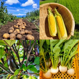 【先行予約・定期便全3回〈出荷時期:2026年6月~8月出荷〉】朝採れおまかせ旬の高原野菜 7種セット (北海道・沖縄県・離島は配送不可) 長野県 信州 栽培期間中 無農薬 産地直送 季節 旬 岩渕なないろ農園 旬彩