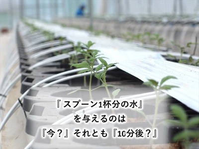 高糖度ミニトマト：クラシックトマト『ショパン』1kg箱＜北海道・沖縄県・離島は発送不可＞【糖度10度以上　『酸味とのバランス』　『口に広がる余韻』 長野県 佐久市 】