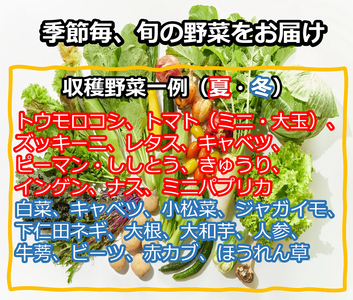 【6月～2月出荷】産地直送！旬の高原野菜セット(北海道・沖縄県・離島は配送不可) 長野 信州 無農薬 旬 季節 新鮮 詰合せ 直送 先行予約＜出荷時期2026年6月17日以降出荷開始～2027年2月28日出荷終了＞