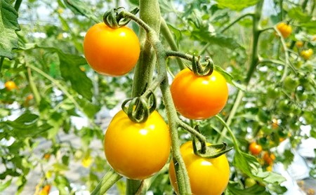 高原野菜 フルーツミニトマト(約1.5kg)
