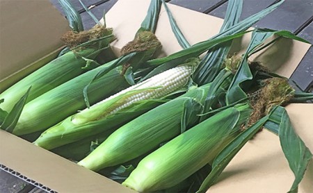 高原野菜 ホワイトレディ(8本)