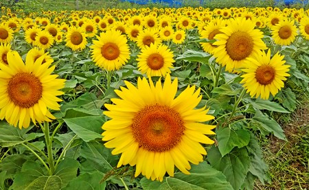 太陽からの贈り物 信州佐久高原ワークハウス牧のおすすめセット 長野県佐久市 ふるさと納税サイト ふるなび