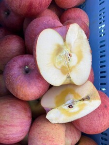 訳あり りんご サンふじ 家庭用 約5kg|りんご