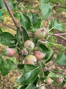 訳あり りんご サンふじ 家庭用 約5kg|りんご