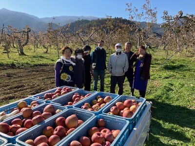 訳あり りんご サンふじ 家庭用 約5kg|りんご