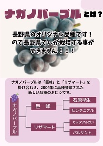 2025年 発送 先行予約 ナガノパープル 約1kg | ナガノパープル ぶどう 葡萄 皮ごと 種なし 高糖度 フルーツ 果物 特産品 オリジナル 品種 産地直送 千曲市 長野県 信州 先行予約