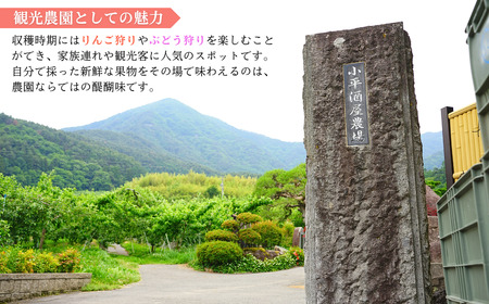 りんごジュース(ふじ) ストレート果汁100% 1000ml×6本|りんごジュース