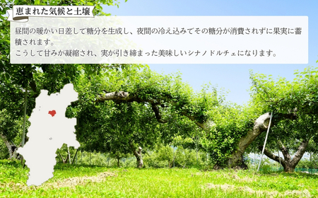 【2026年先行予約】りんご シナノドルチェ 6~11玉 約3kg|シナノドルチェ