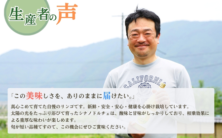 【2026年先行予約】りんご シナノドルチェ 6~11玉 約3kg|シナノドルチェ